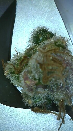 Growreport Bild 8