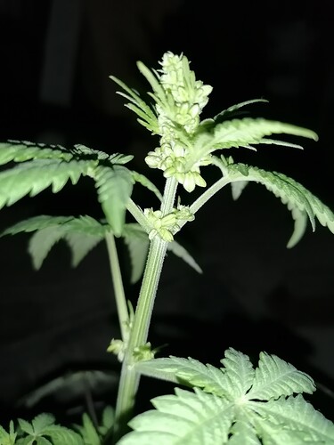Growreport Bild 2