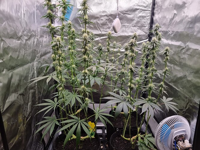 Growreport Bild 8
