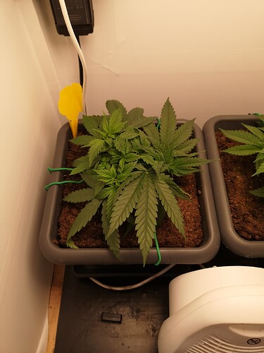 Growreport Bild 3