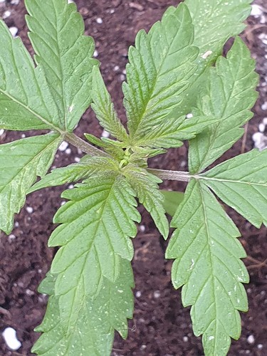 Growreport Bild 1
