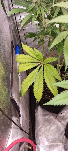 Growreport Bild 3