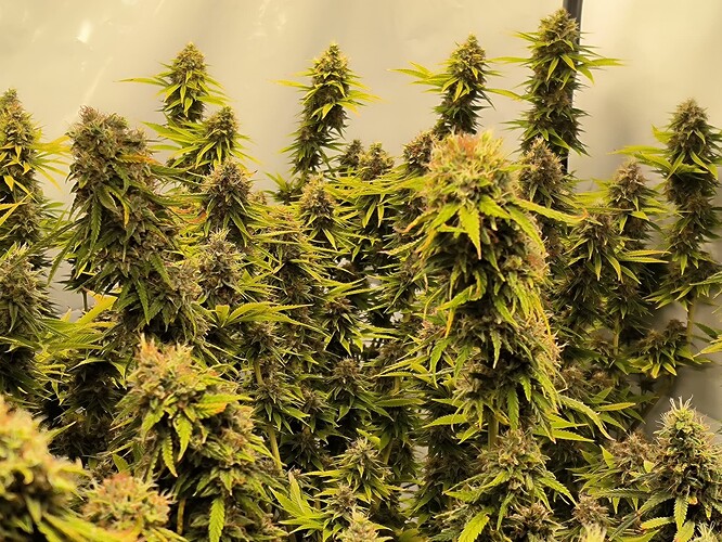 Growreport Bild 24