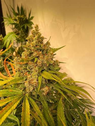 Growreport Bild 2