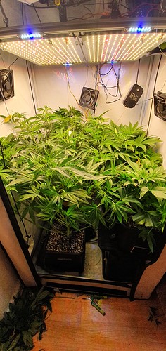 Growreport Bild 1