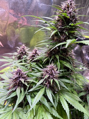 Growreport Bild 6