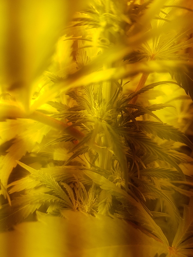 Growreport Bild 7