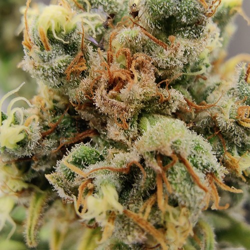 Growreport Bild 24
