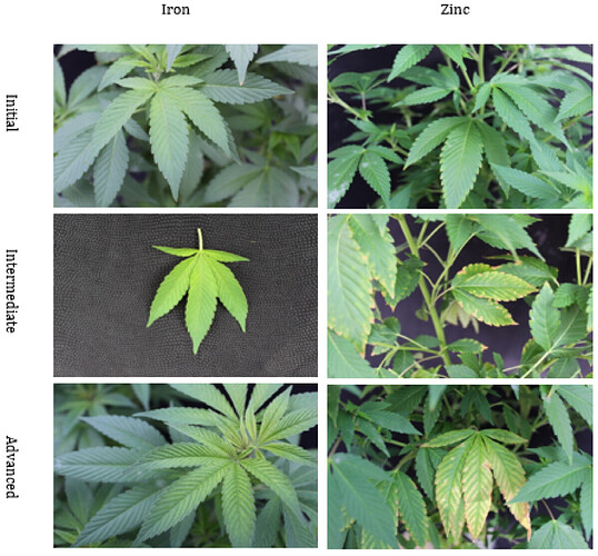 Cannabis Nutrient deficiencies - science5.webp