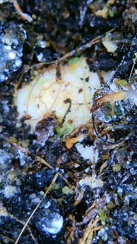 Growreport Bild 11