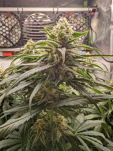 Growreport Bild 3