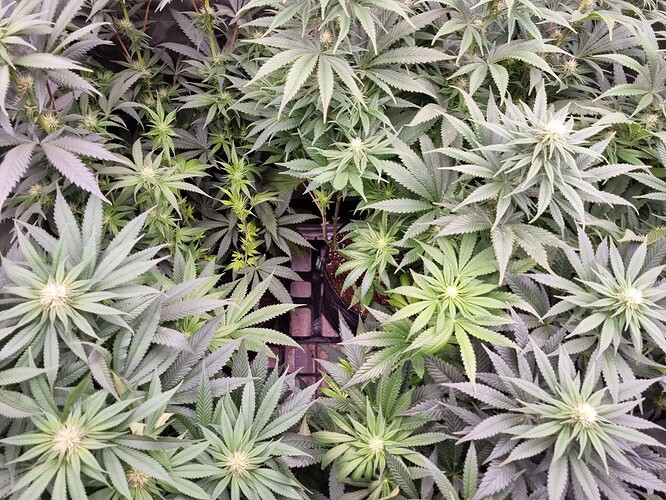 Growreport Bild 34
