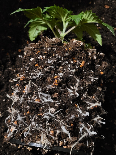 Growreport Bild 18