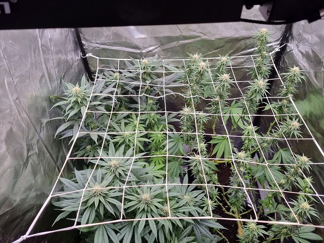 Growreport Bild 13