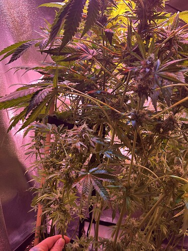 Growreport Bild 5