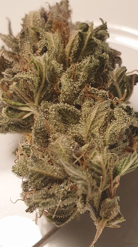 Growreport Bild 6