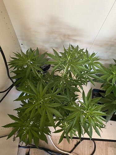 Growreport Bild 6