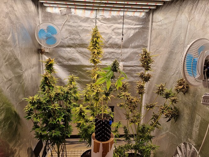 Growreport Bild 1