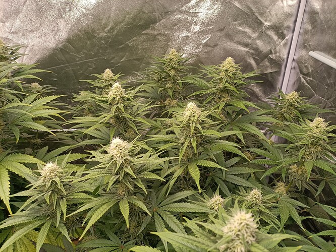 Growreport Bild 3
