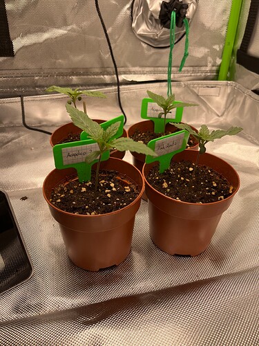 Growreport Bild 2
