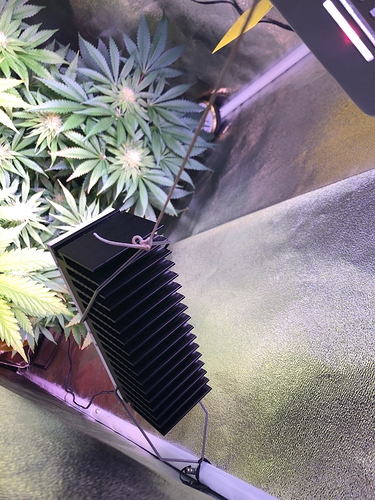 Growreport Bild 31