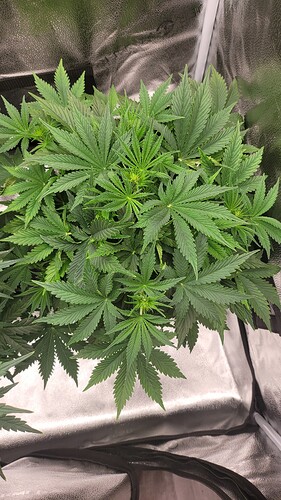 Growreport Bild 6