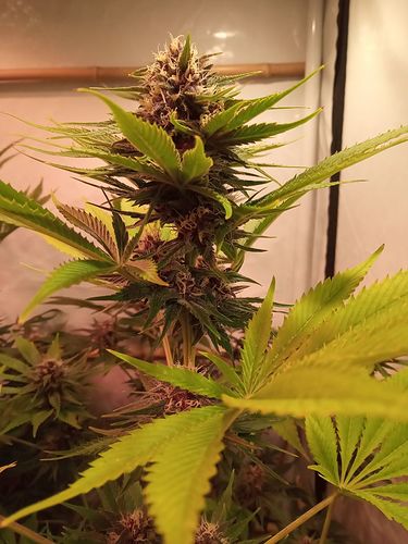Growreport Bild 89