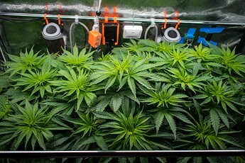 Growreport Bild 5