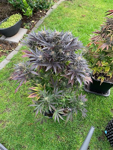 Growreport Bild 3