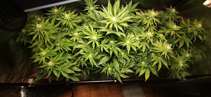 Growreport Bild 40