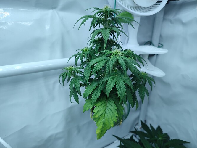 Growreport Bild 30