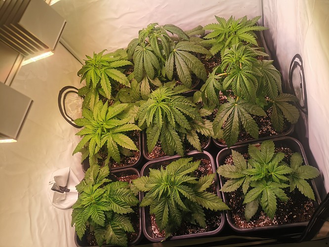 Growreport Bild 4