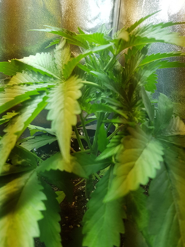 Growreport Bild 15