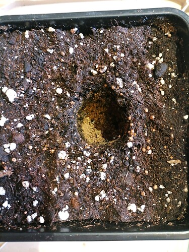 Growreport Bild 39