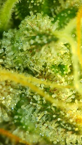 Growreport Bild 28