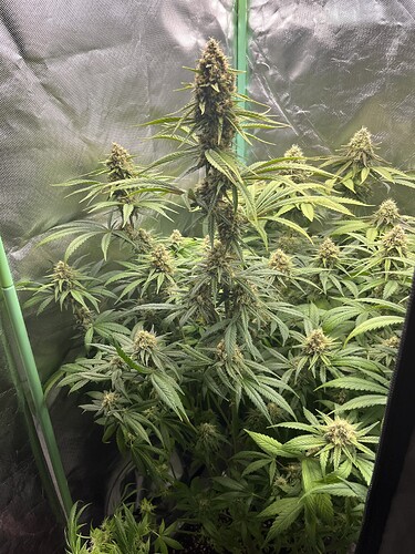 Growreport Bild 17