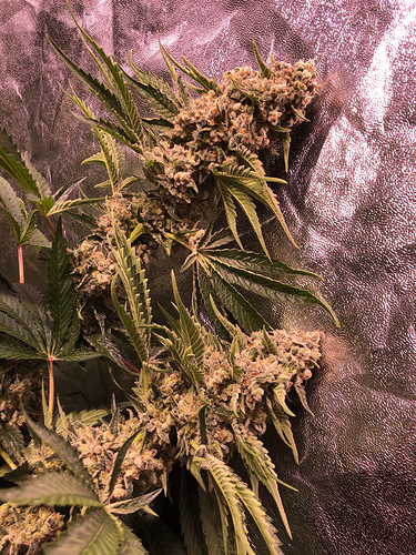 Growreport Bild 4