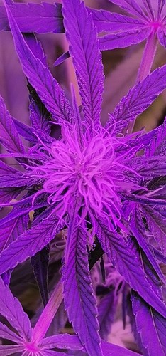 Growreport Bild 1