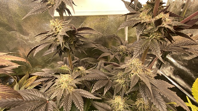 Growreport Bild 23