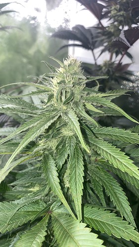 Growreport Bild 4