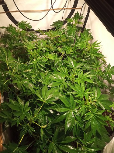 Growreport Bild 3