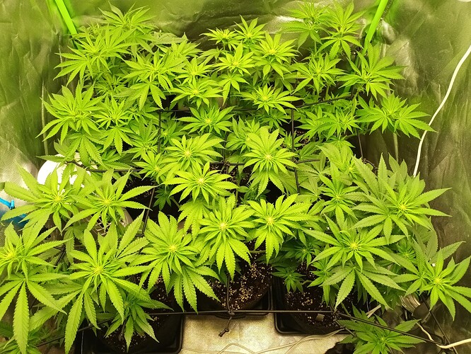 Growreport Bild 5