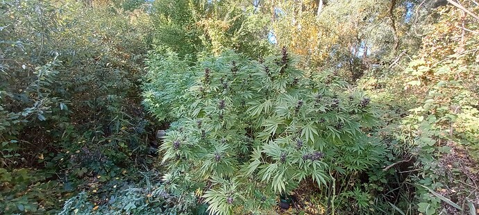 Growreport Bild 3