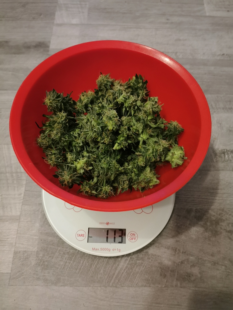 Full Auto Grow der erste Versuch