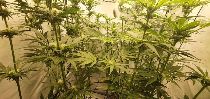 Growreport Bild 10