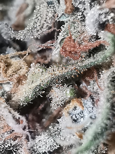 Growreport Bild 4