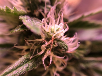 Growreport Bild 24