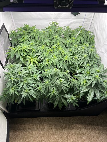 Growreport Bild 2