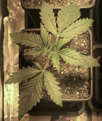 Growreport Bild 1