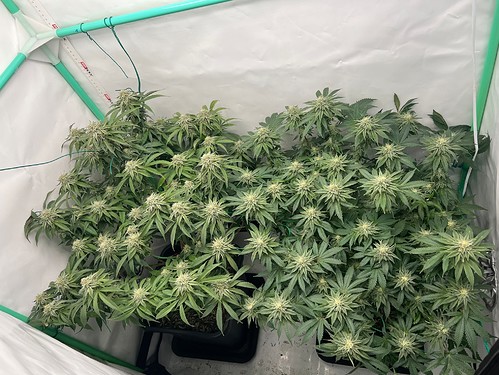Growreport Bild 7